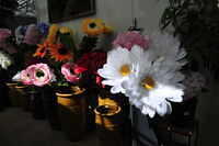 11 Bloom 26